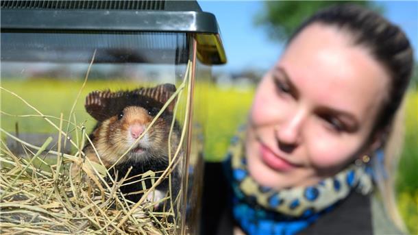 In der Transportbox zieht der Feldhamster vom Zoo auf die Felder.