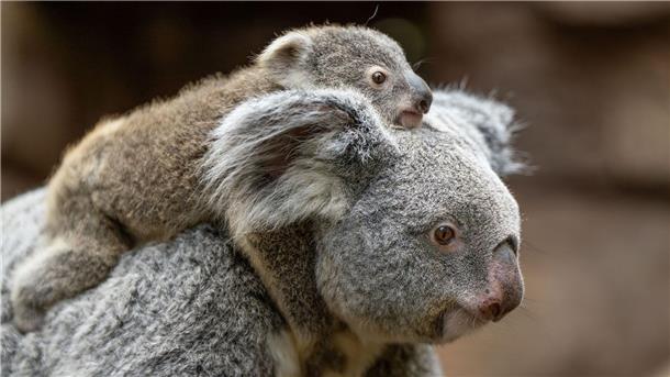 Stuttgarter Zoo verrät Geschlecht des Koala-Nachwuchses In der Wilhelma sind im vergangenen Jahr zwei Koala-Babys geboren worden. Nun stehen die Geschlechter der beiden fest. Hier trägt Koala-Weibchen Auburn ihr weibliches Jungtier durchs Gehege. (Foto-Handout)