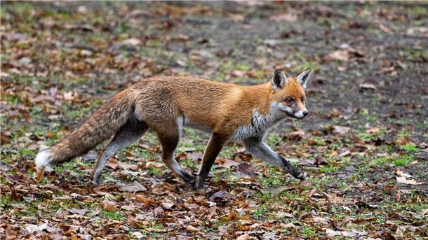 Vogelgrippe-Virus in Deutschland bei Füchsen nachgewiesen In Deutschland gibt es die ersten Nachweise des Vogelgrippe-Virus H5N1 bei Füchsen.
