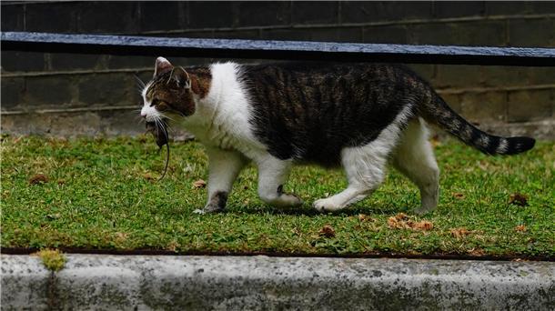 Eine Katze hat eine Maus im Maul.