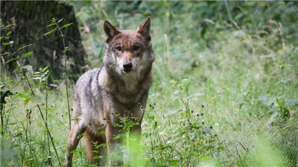 Lemke und Özdemir wollen Abschuss von Wölfen erleichtern In Deutschland sind die Bundesländer für das Wolfsmanagement verantwortlich. Bisher genießen Wölfe einen hohen Schutzstatus.