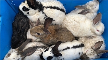 In einem Graben in Mulsum hat Lars Krüger diese neun jungen Hauskaninchen gefunden. Er hat sie eingesammelt und zum Tierheim nach Cuxhaven gebracht.