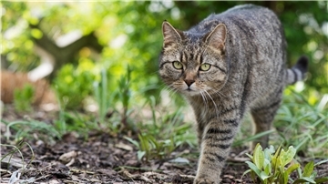 Eine Katze läuft durch einen Garten.