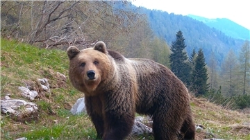 In Italien erweitern Braunbären aus den Dolomiten während der Corona-Pandemie ihren Bewegungsradius. Eine Szene des Films „Plötzlich Stille - Wildtiere in der Pandemie“.
