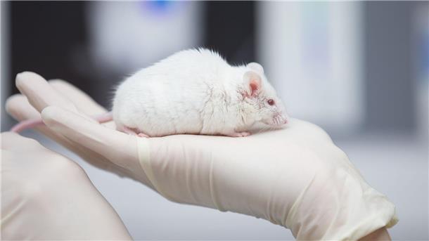 In Japan haben Forscher überlebensfähige Mäuse Ein weiße Maus im Labor: mit zwei biologischen Vätern erzeugt.