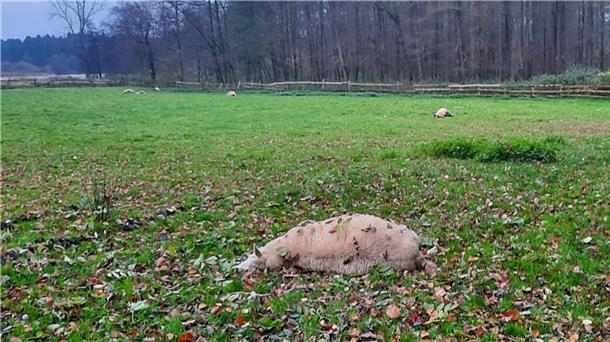 Wolf tötet sieben Schafe auf einer Weide bei Kirchwistedt In Kirchwistedt hat ein Wolf alle sieben Schafe getötet, die auf dieser Weide waren.