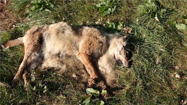Schießen, Schaufeln, Schweigen: Das Problem mit der illegalen Jagd auf Wölfe