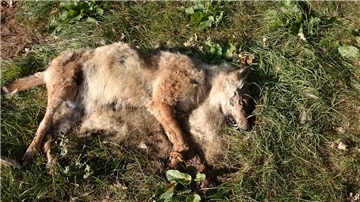 Schießen, Schaufeln, Schweigen: Das Problem mit der illegalen Jagd auf Wölfe