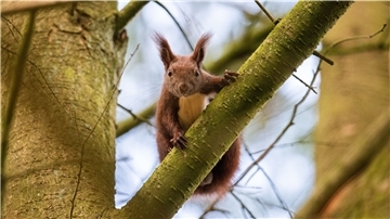Ein Eichhörnchen sitzt auf einem Baum