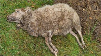In Lunestedt wurden zwei tote Schafe auf der Weide entdeckt. Dieses Schaf wurde an der Kehle tödlich verletzt. Dem anderen Tier wurde der Bauch aufgerissen. 