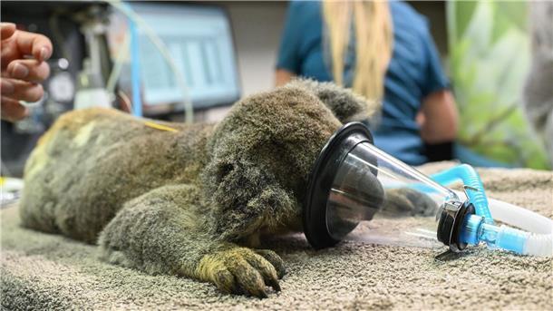 In manchen Teilen von Australien sind Koalas als gefährdet eingestuft. 