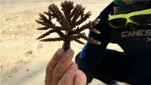 In Nha Trang werden vor allem Korallen des Typs Acropora Muricata (Kleinpolypige Steinkoralle) gepflanzt.