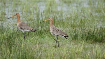 Auf der Wiese sitzen Wiesenvögel. 