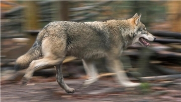 Ein Wolf läuft umher. In Niedersachsen kommen jedes Jahr Dutzende Wölfe bei Verkehrsunfällen ums Leben. 

In Niedersachsen kommen jedes Jahr Dutzende Wölfe bei Verkehrsunfällen ums Leben.

