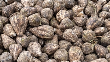 In Niedersachsen läuft die Zuckerrübenernte. (Archivbild)