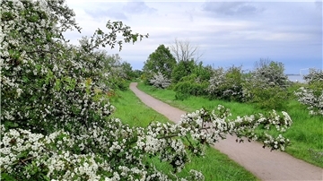 In Nordenham gibt es eine Reihe von Gebieten mit hoher Biodiversität. Eines davon ist der Strand. Aktuell steht dort der Weißdorn in voller Blüte - ein Nahrungslieferant für Bienen und zahlreiche andere Insekten und im Herbst, wenn die roten Beeren reif sind, auch für Vögel.