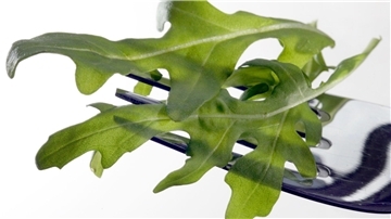 In Österreich wurde das Bakterium Salmonella Umbilo in Proben von Rucola aus Italien nachgewiesen. (Archivbild)