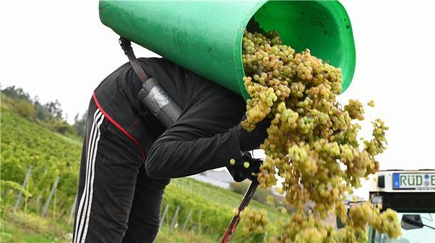Endgültige Schätzung: Kleinste Weinernte seit 15 Jahren In Rheinhessen sind nach Schätzung des Deutschen Weininstituts 23 Prozent weniger Hektorliter Weinmost als im Durchschnitt geerntet worden. (Archivbild)