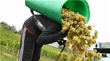 In Rheinhessen sind nach Schätzung des Deutschen Weininstituts 23 Prozent weniger Hektorliter Weinmost als im Durchschnitt geerntet worden. (Archivbild) 