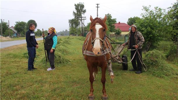 In Tsuman herrscht bei der Landwirtschaft noch Pferdestärke.
