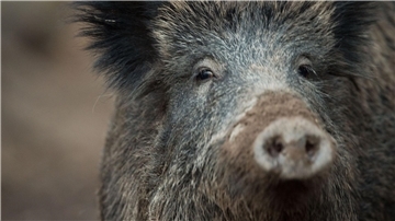 In vielen Fällen wird die Afrikanische Schweinepest (ASP) zunächst bei Wildschweinen nachgewiesen. (Archivbild)
