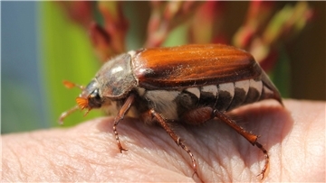 Maikäfer