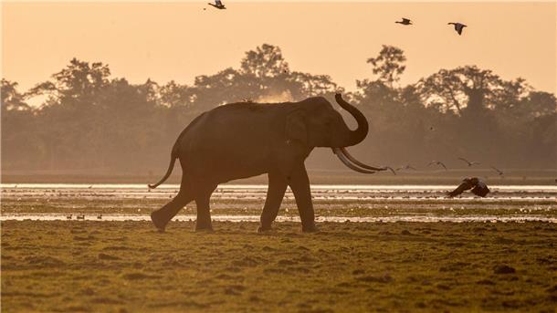 Mit Künstlicher Intelligenz Tiere besser schützen Indien hat mehrere Systeme mit Künstlicher Intelligenz entwickelt, um seine Elefanten besser zu schützen.