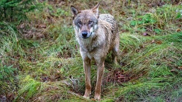 Ein Wolf