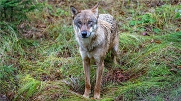 Ein Wolf