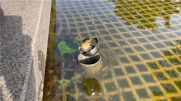 Insgesamt retteten die Einsatzkräfte zwölf Tierkinder mit einer Suppenkelle.