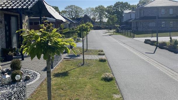 Straßenbäume in Beverstedt erheblich beschädigt: Zeugen gesucht Beschädigte Straßenbäume in Beverstedt
