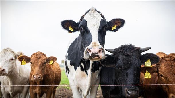 Warum ein Schlachter einem Kälbchen das Leben rettet Inzwischen ist Ochse Hugo über zwei Meter groß und mehr als eine Tonne schwer - und bewacht eine Herde von Jungrindern.