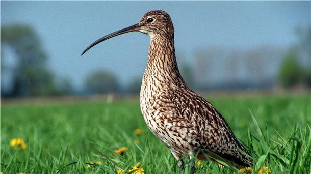 Ein großer Brachvogel auf einer Wiese.