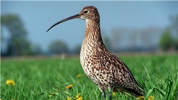 Ein großer Brachvogel auf einer Wiese.