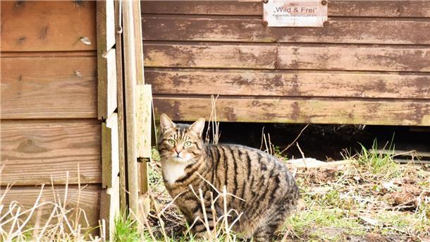 Ohne diese Retter gäbe es ein Katzen-Chaos im Fischereihafen (Video) Ist das Futter im Häuschen, kommt die Katze hinterher.