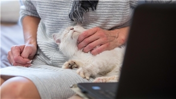 Ist für Haustiere in der Regel weniger stressig als ein Tierarztbesuch: Die Videosprechstunde mit dem Veterinär. 