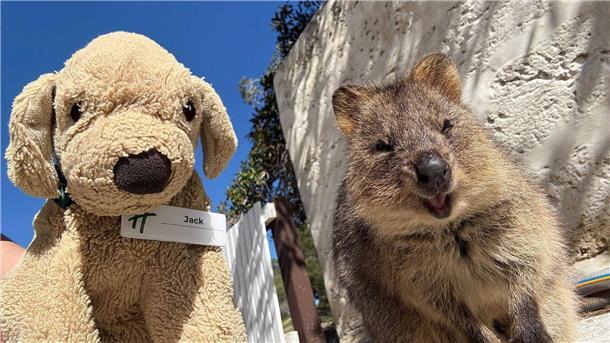 Jack hat sogar schon einmal ein echtes Quokka getroffen. Die Beuteltiere leben in Australien.