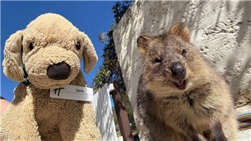 Jack hat sogar schon einmal ein echtes Quokka getroffen. Die Beuteltiere leben in Australien.