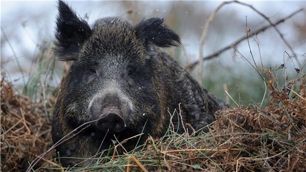 Jäger müssen auch in Zeiten der Corona-Pandemie, jagen. Sonst werden sie dem Zuwachs der Wildschweine nicht her.