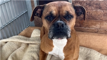 „Jayla" ist eine Boxer-Mix-Hündin.