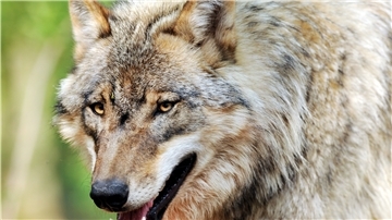 Ein Wolf läuft durch die Landschaft.
