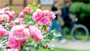 Jede Menge blühende Rosen wird es bei der Aktion Offene Gartenpforte im Juni zu sehen geben. Und vieles mehr.