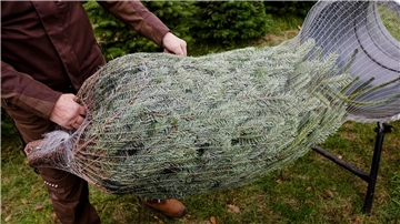 Jedes Jahr werden in Deutschland etwa 27 Millionen Weihnachtsbäume verkauft.