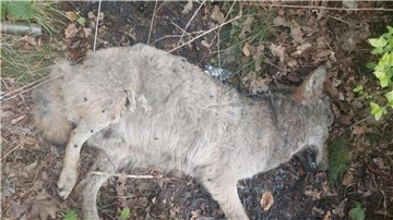 Jetzt steht fest: Der Wolf in Lauenbrück wurde erschossen.