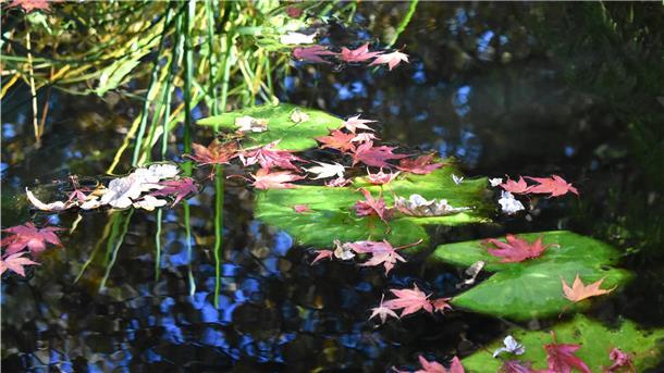 Jetzt wird es Zeit, den Gartenteich für den Winter vorzubereiten. Laub sollte sorgfältig entfernt werden.