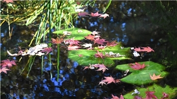 Jetzt wird es Zeit, den Gartenteich für den Winter vorzubereiten. Laub sollte sorgfältig entfernt werden.