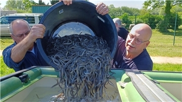 Jungaale werden abtransportiert