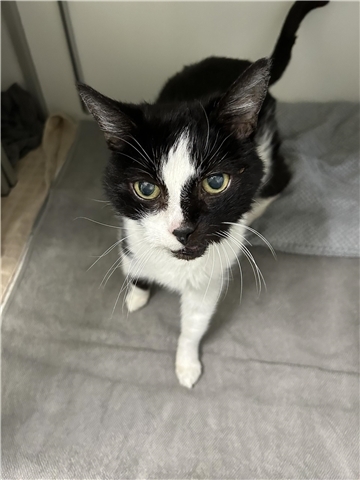 Johnny ist ein freundlicher, kontaktfreudiger und verschmuster Kater.
