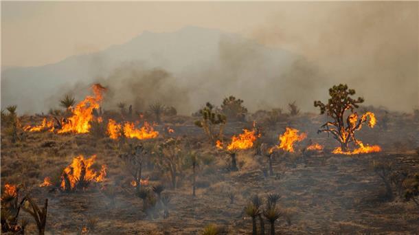 Feuer in kalifornischer Mojave-Wüste Joshua-Bäume brennen während des York-Feuers im Mojave National Preserve.