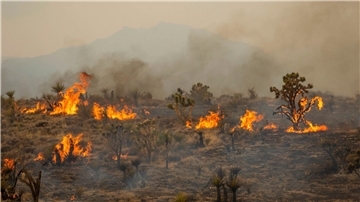 Joshua-Bäume brennen während des York-Feuers im Mojave National Preserve.